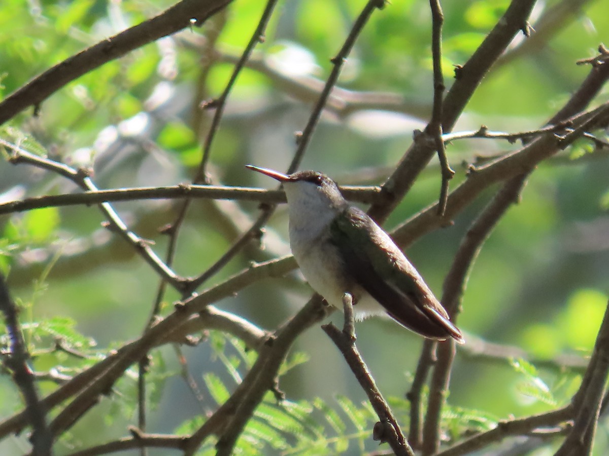 Black-chinned Hummingbird - ML611178886