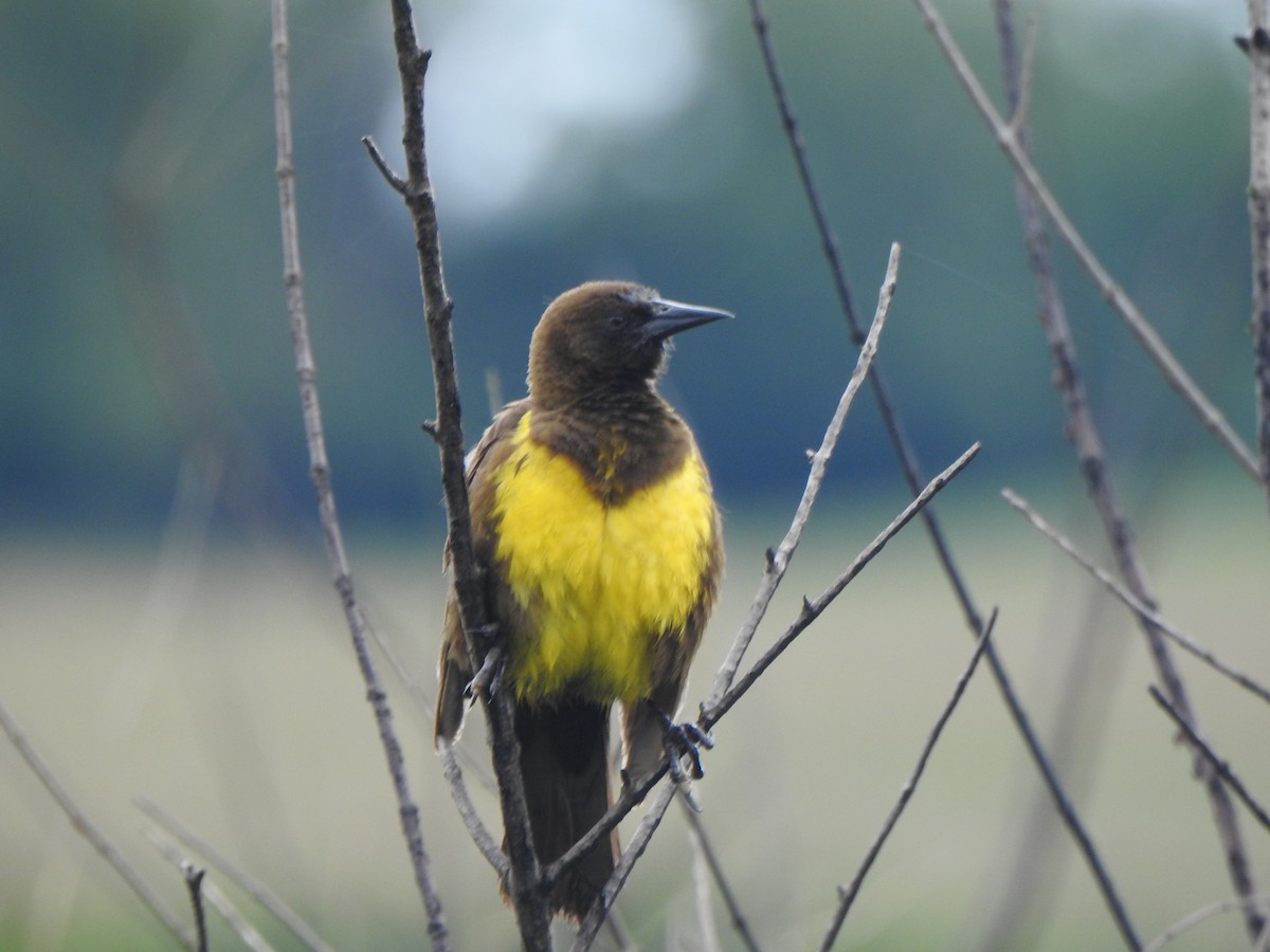 Brown-and-yellow Marshbird - Silvia Viazzo