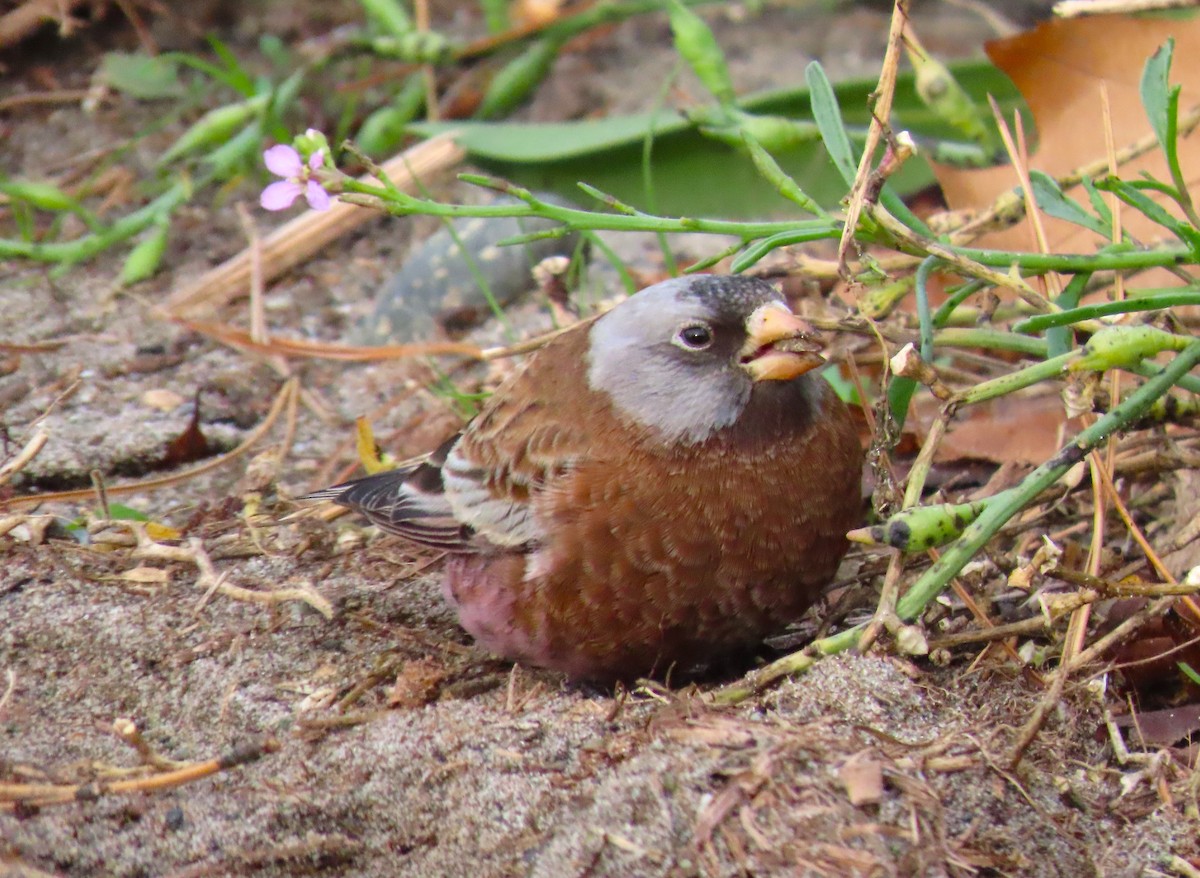 Gray-crowned Rosy-Finch - ML611178985