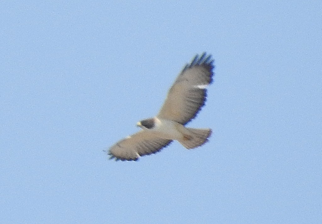 Short-tailed Hawk - ML611179023