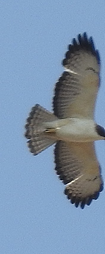 Short-tailed Hawk - Adrián Gutiérrez y Morelia Amante