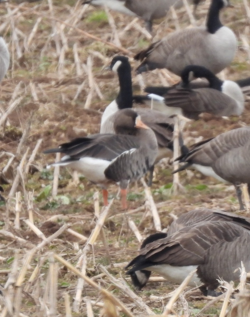 Greater White-fronted Goose - ML611179138