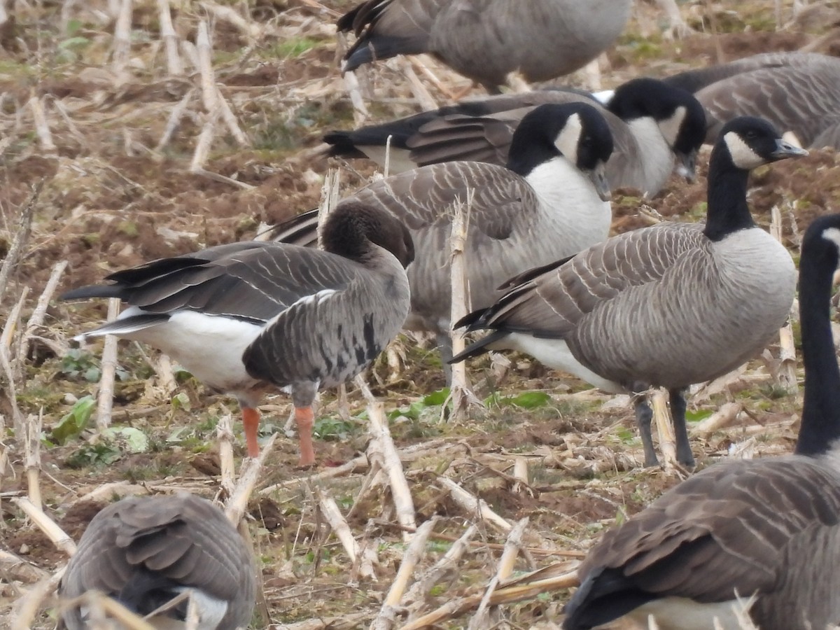 Greater White-fronted Goose - ML611179140