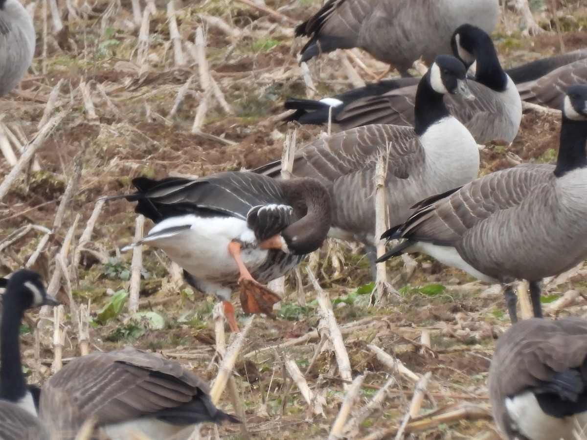 Greater White-fronted Goose - ML611179141
