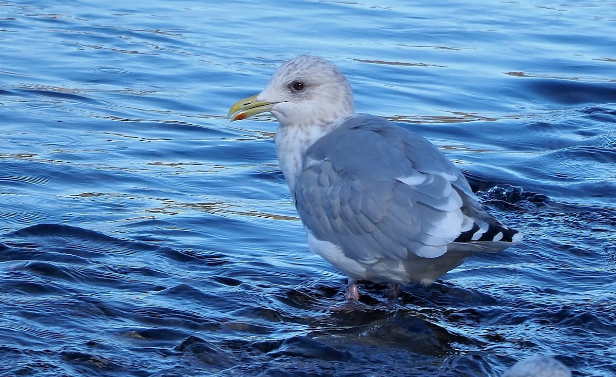 Iceland Gull (Thayer's) - ML611179202
