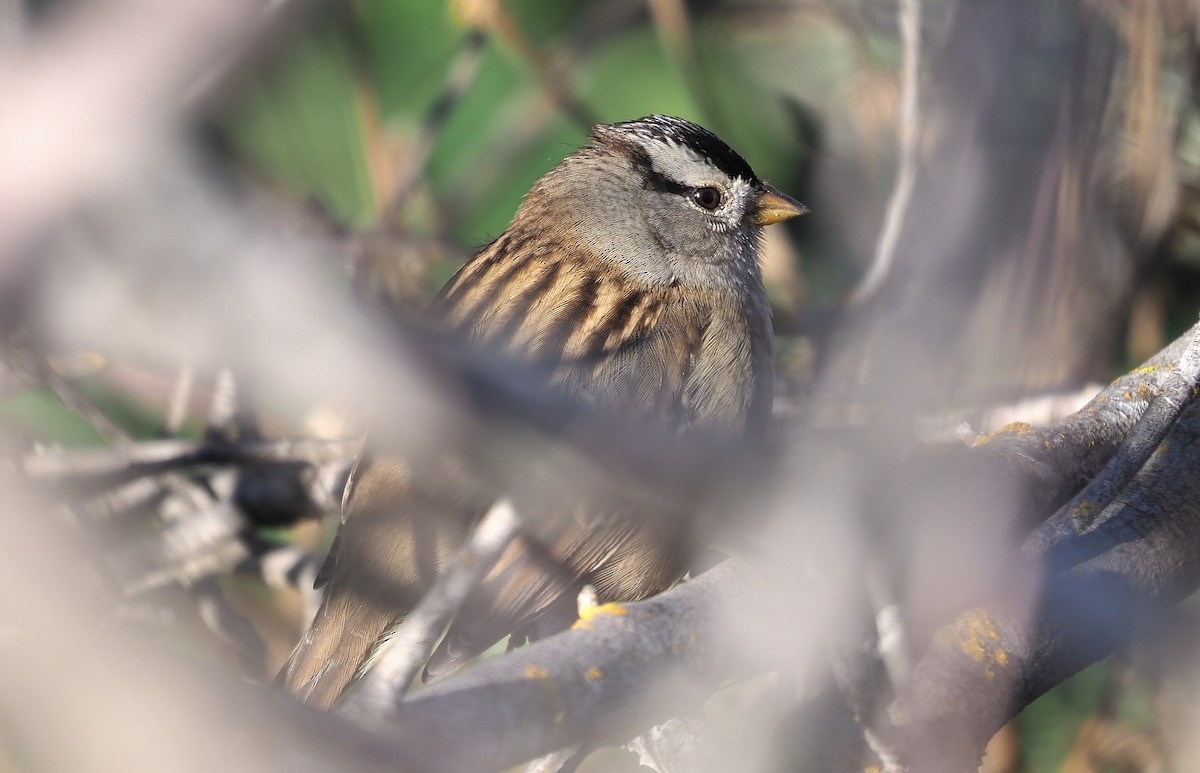 White-crowned Sparrow (pugetensis) - ML611179205
