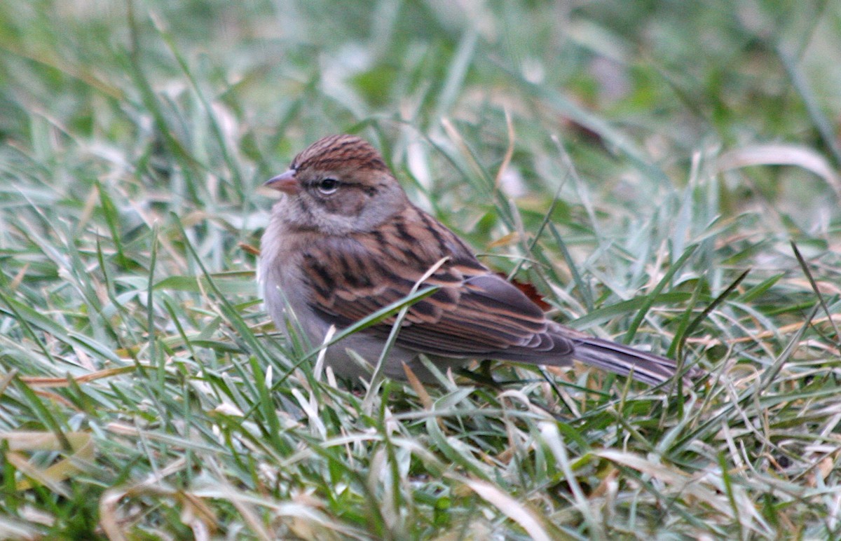 Chipping Sparrow - ML611179206