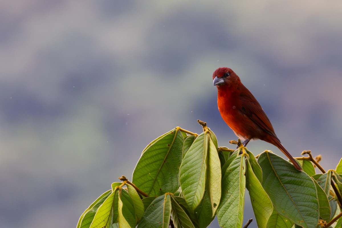 Hepatic Tanager - ML611179486