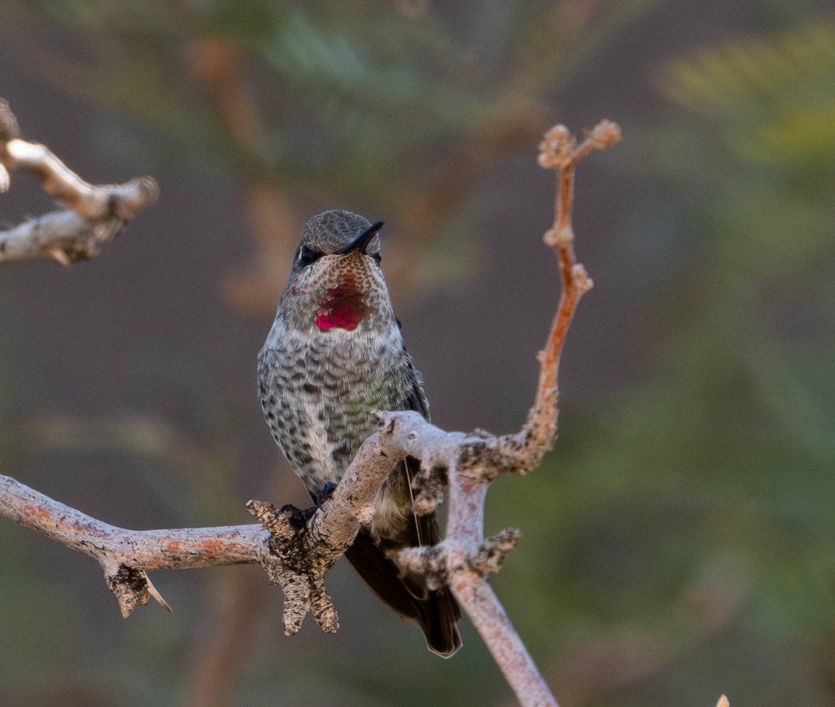 Anna's Hummingbird - ML611179627