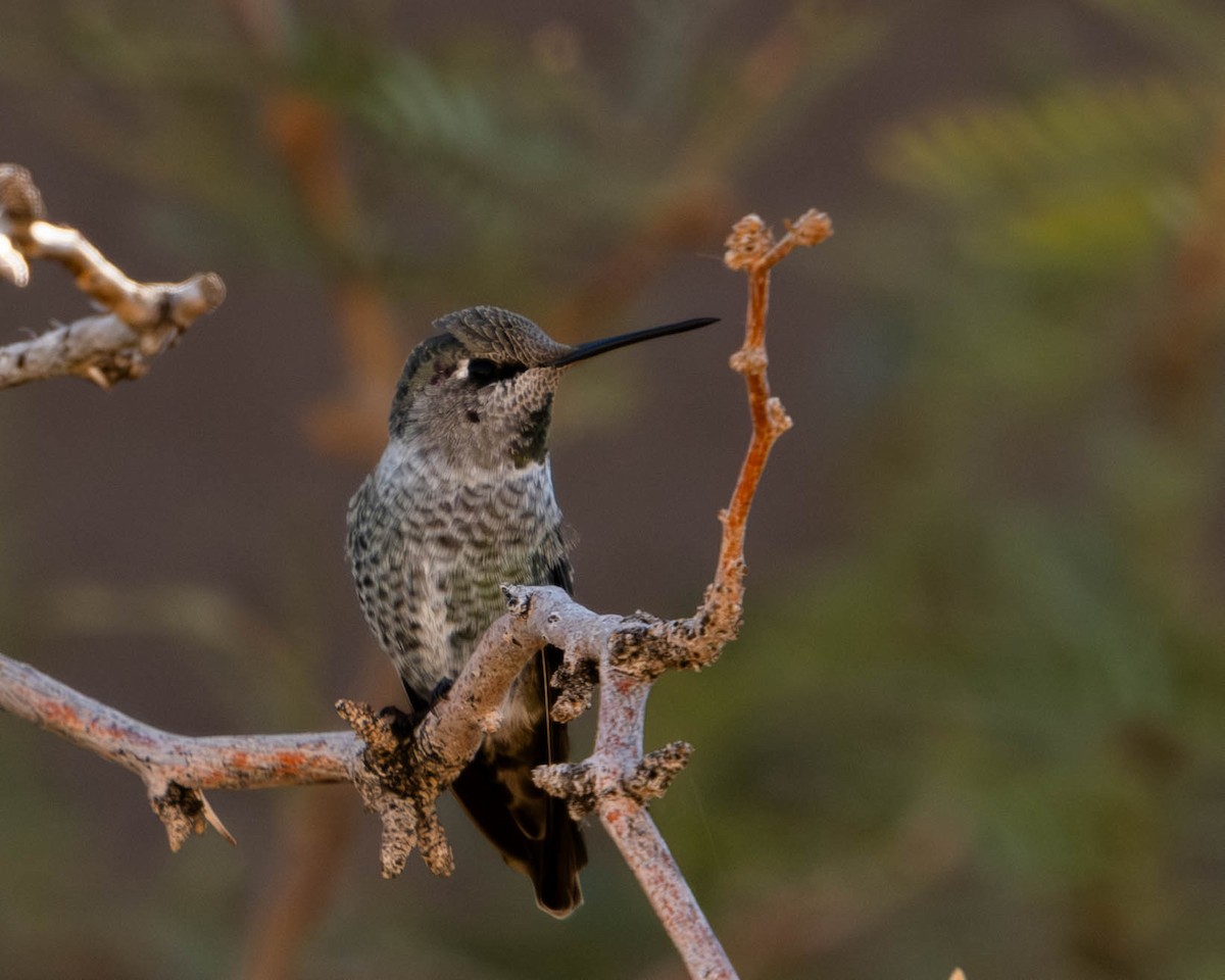 Anna's Hummingbird - ML611179638