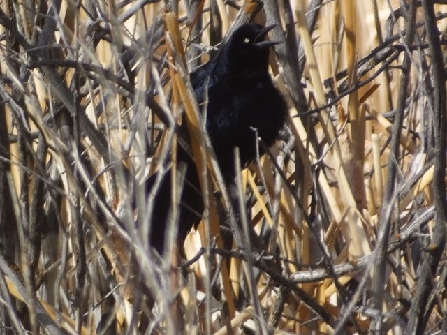 Great-tailed Grackle - ML611179664