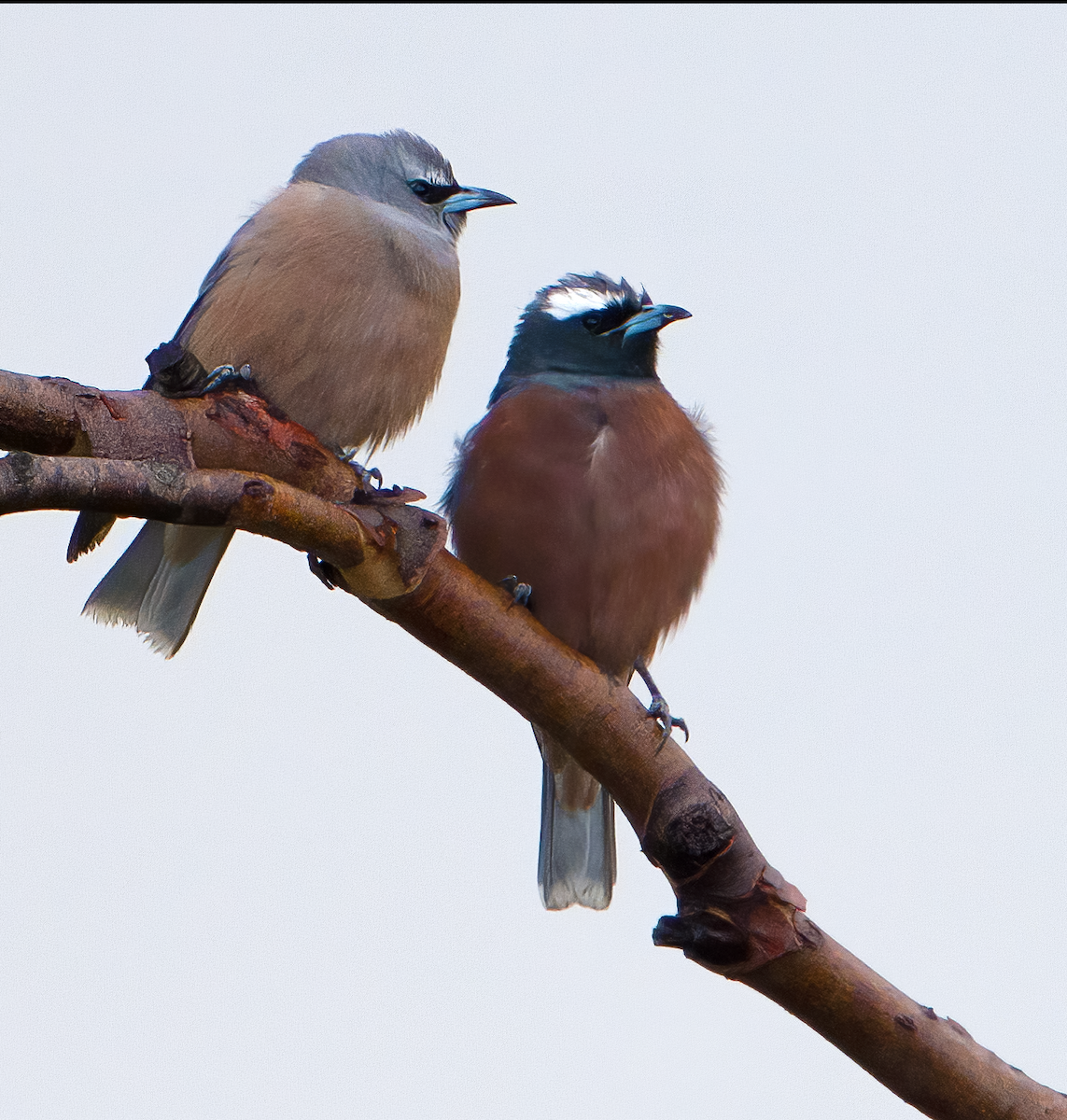 White-browed Woodswallow - ML611179684