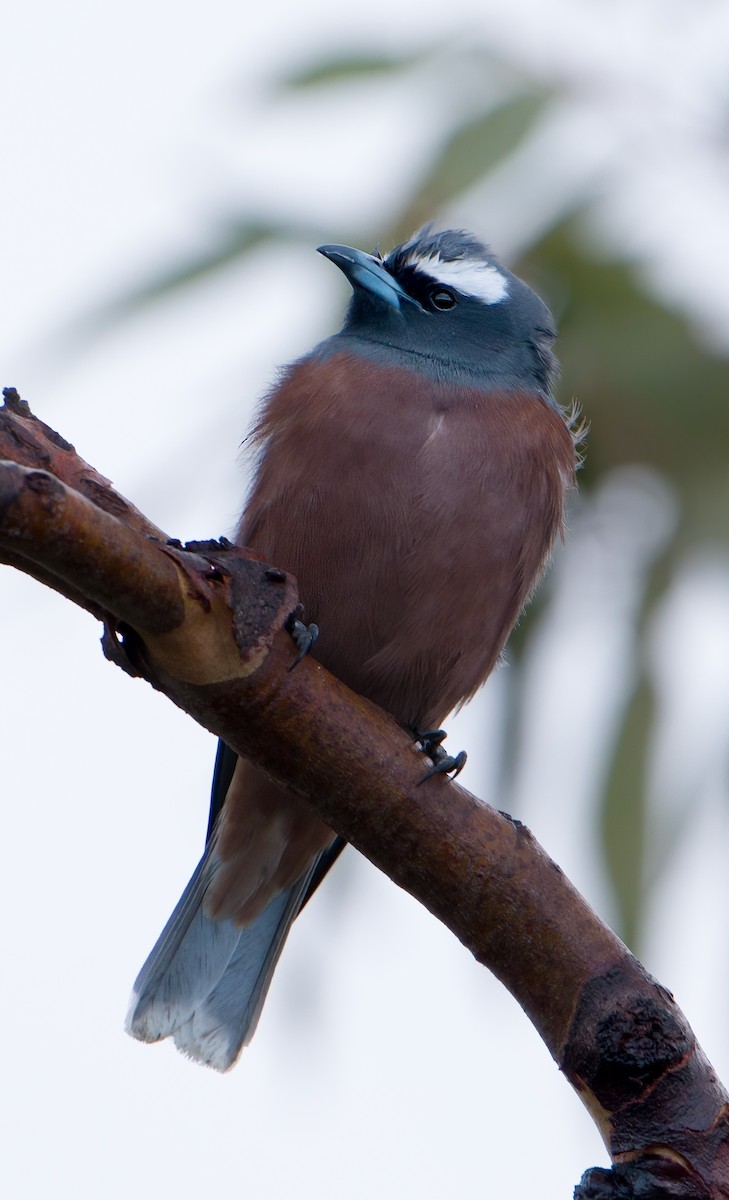 White-browed Woodswallow - ML611179708