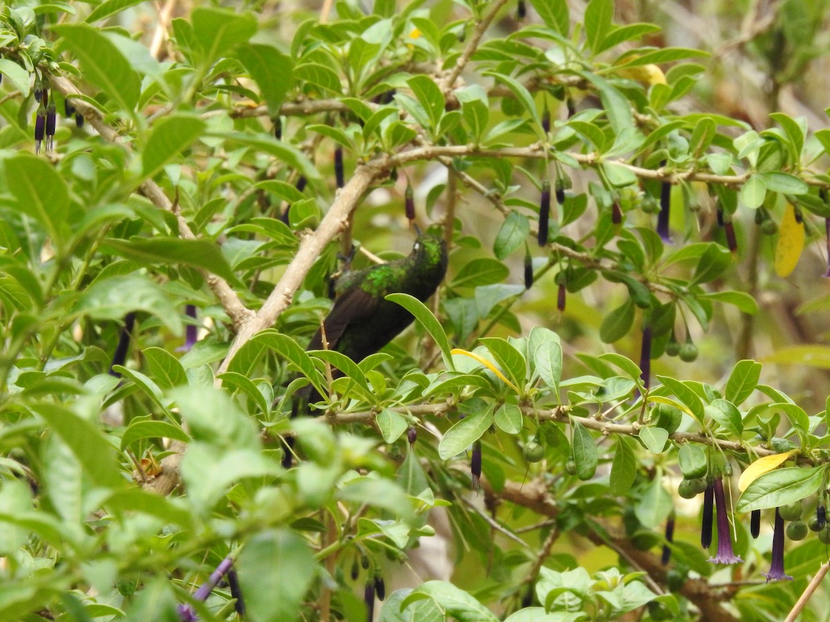 kolibřík dřišťálový - ML611180284