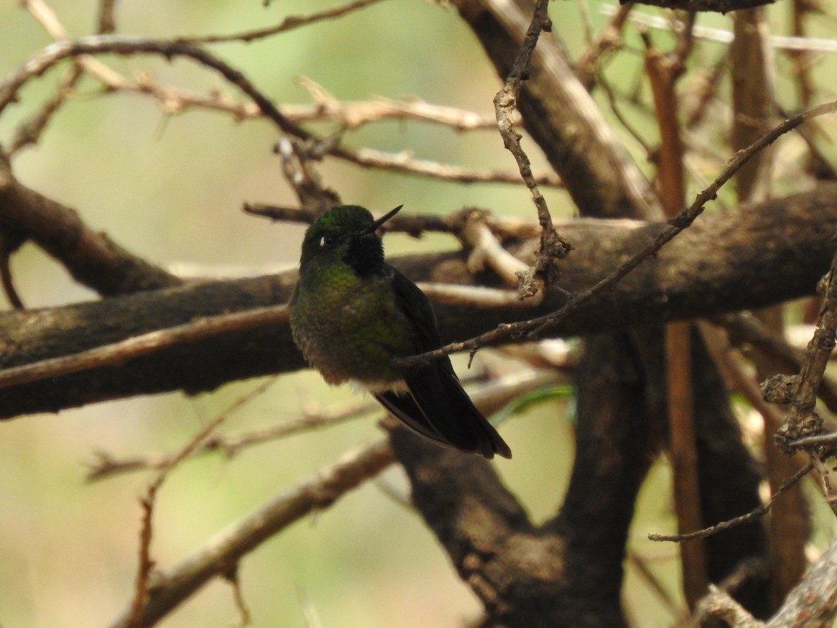 kolibřík dřišťálový - ML611180285