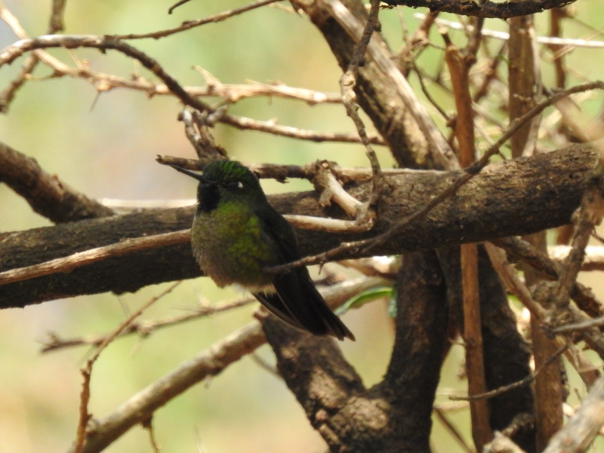 kolibřík dřišťálový - ML611180287