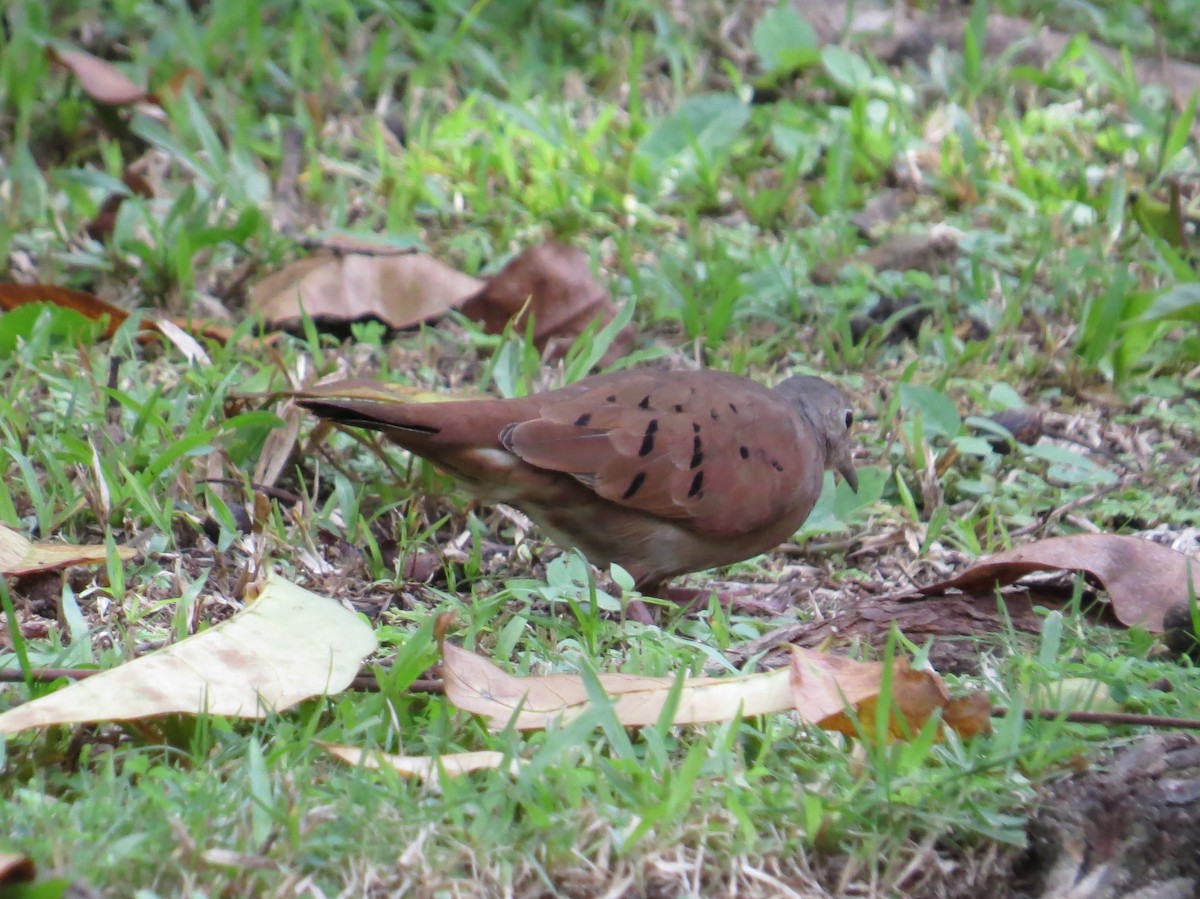 eBird Checklist 9 Oct 2023 Canopy Camp 4 species