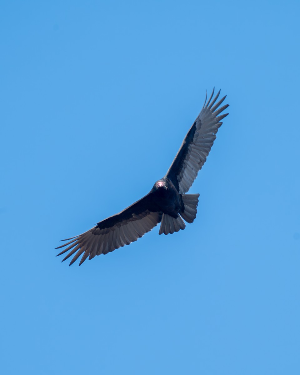 Turkey Vulture - ML611180649