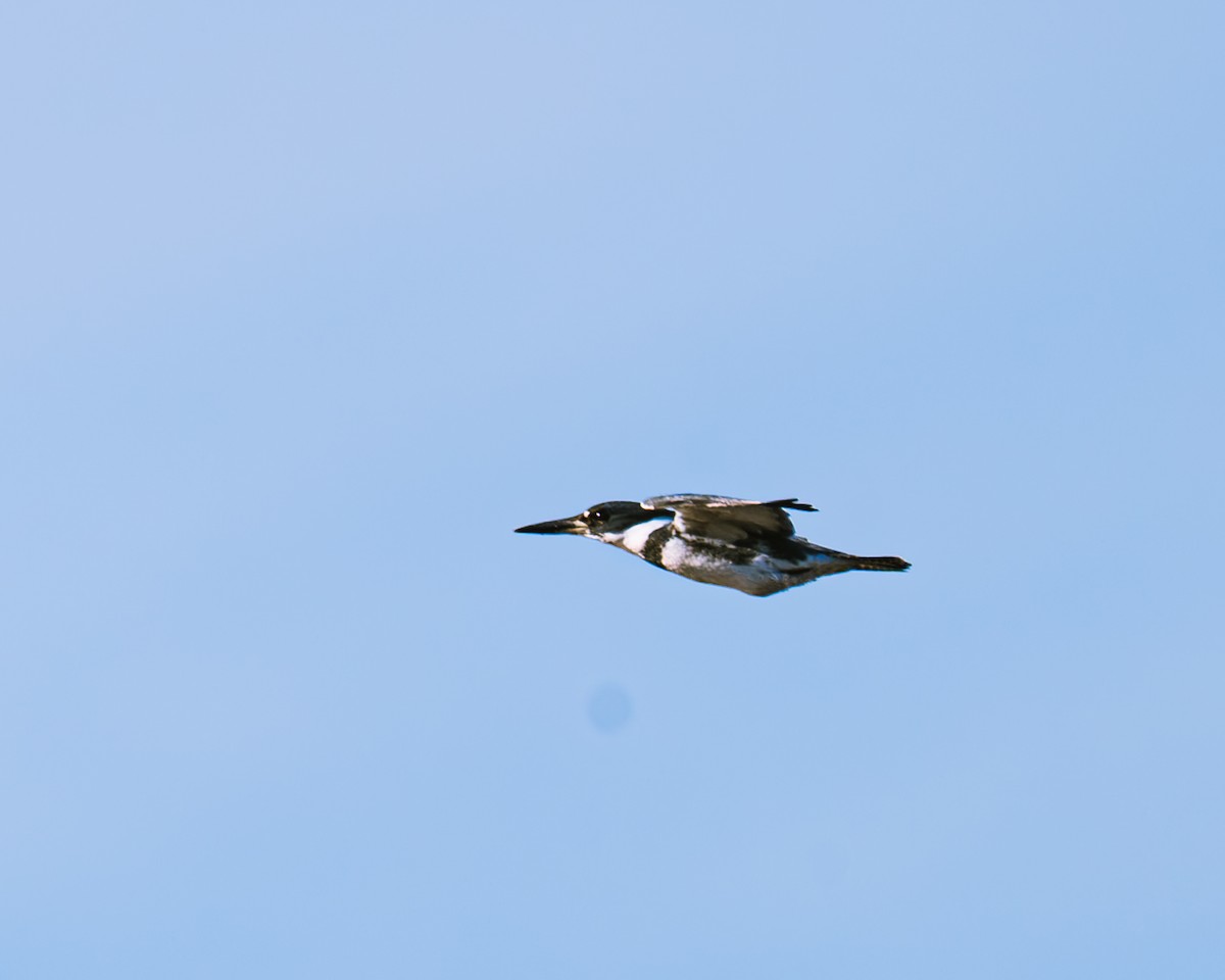 Belted Kingfisher - ML611180764