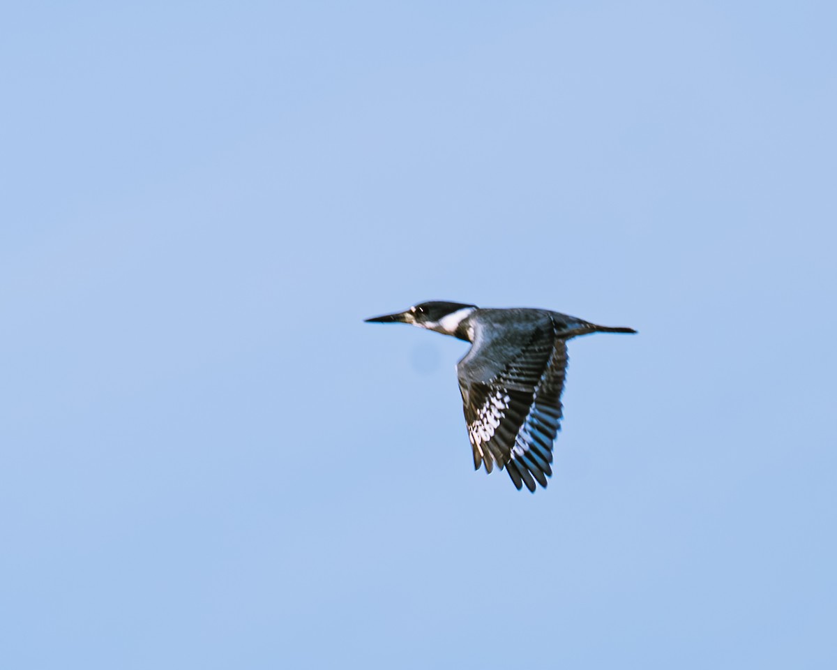 Belted Kingfisher - ML611180765