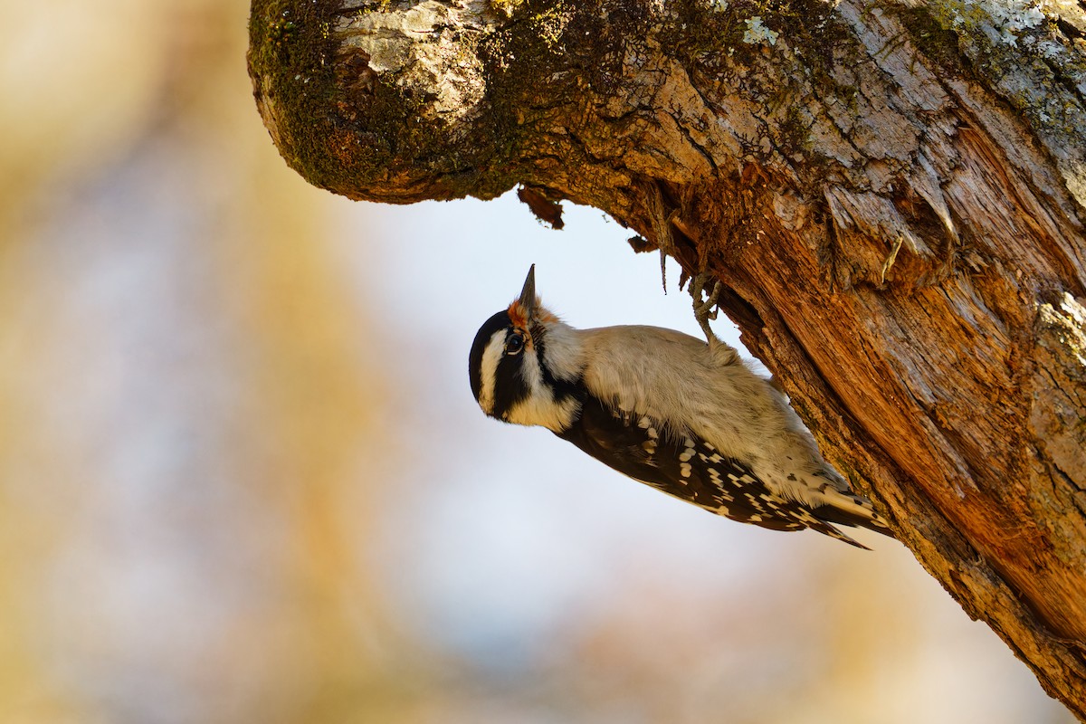 Downy Woodpecker - ML611180780