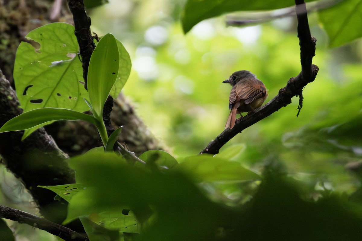 Ruddy-tailed Flycatcher - David Scott