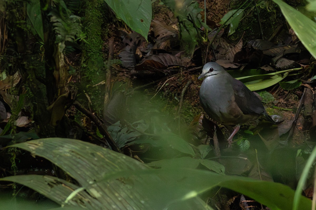 holub panamský - ML611181029