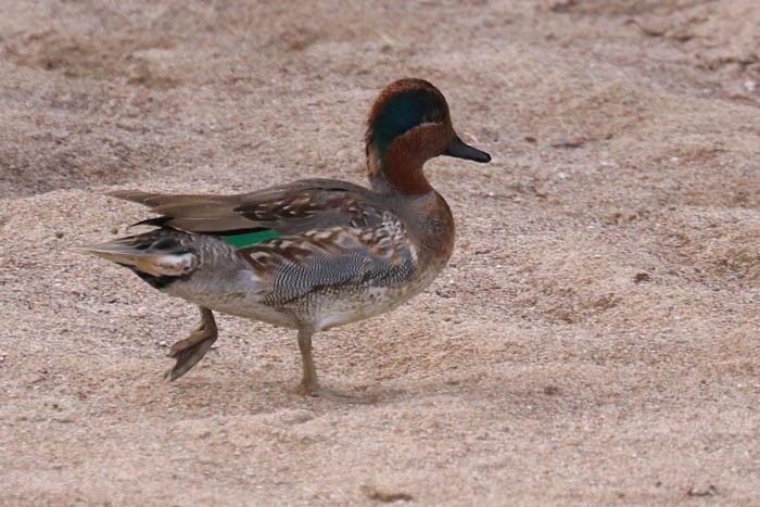 Green-winged Teal - ML611181040