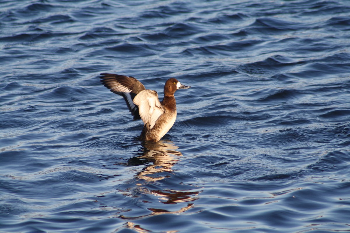 Greater Scaup - ML611181172