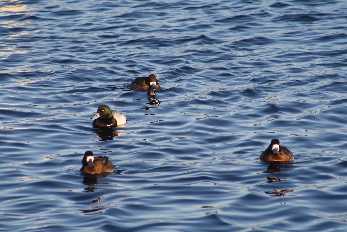 Greater Scaup - ML611181175
