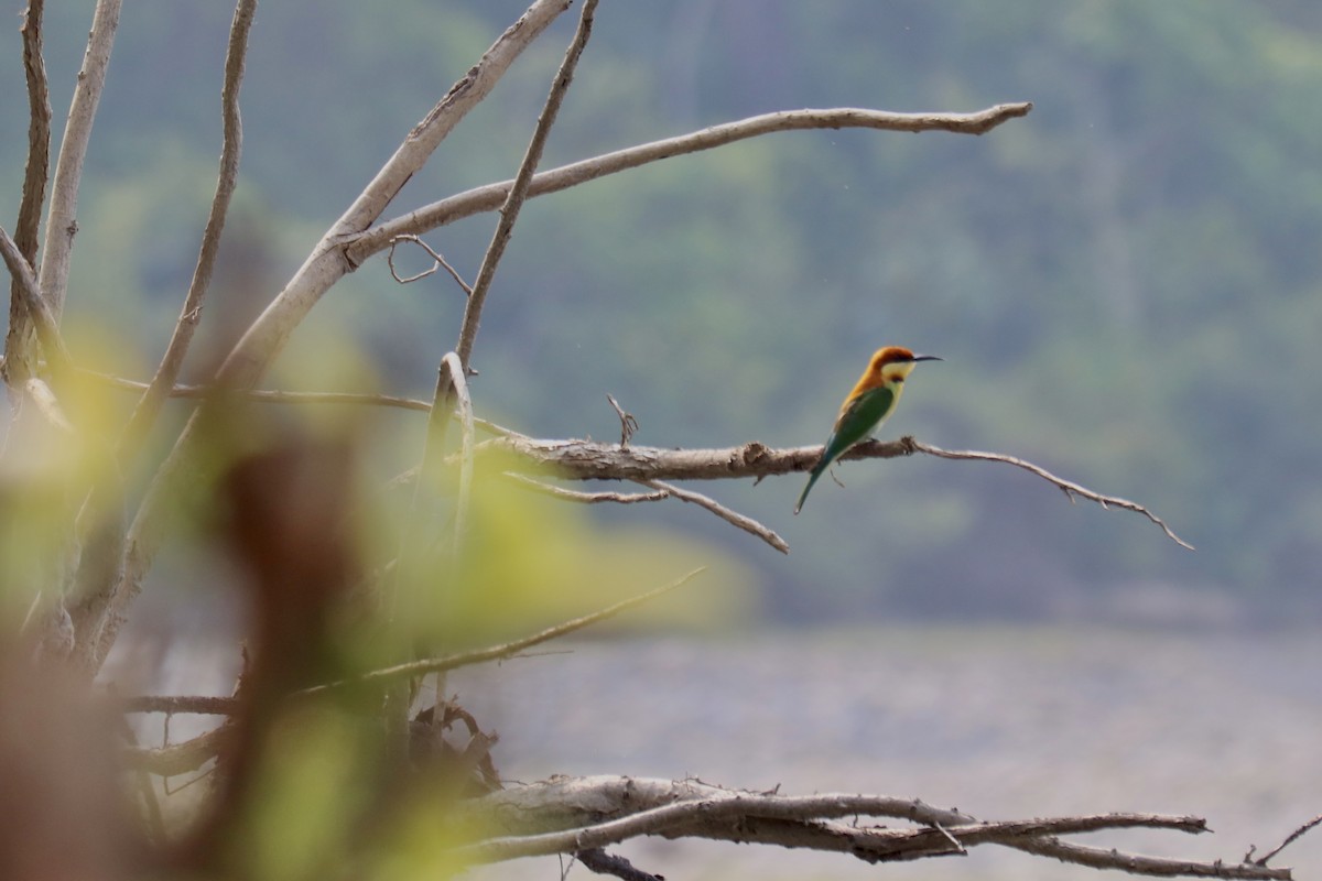 Chestnut-headed Bee-eater - ML611181180