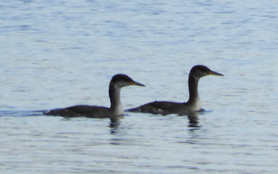 Red-necked Grebe - ML611181194