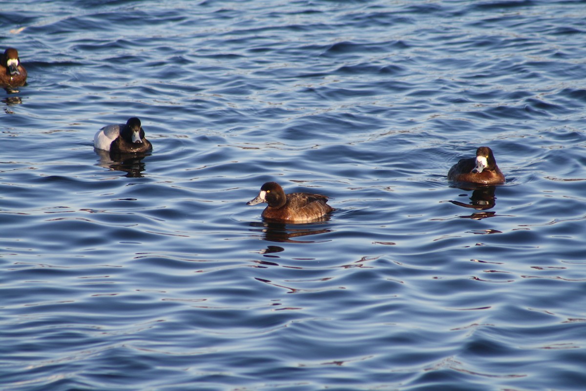 Greater Scaup - ML611181242