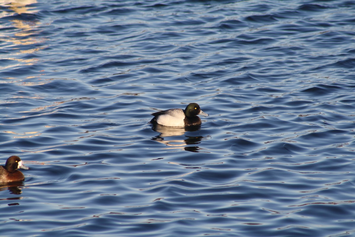Greater Scaup - ML611181263