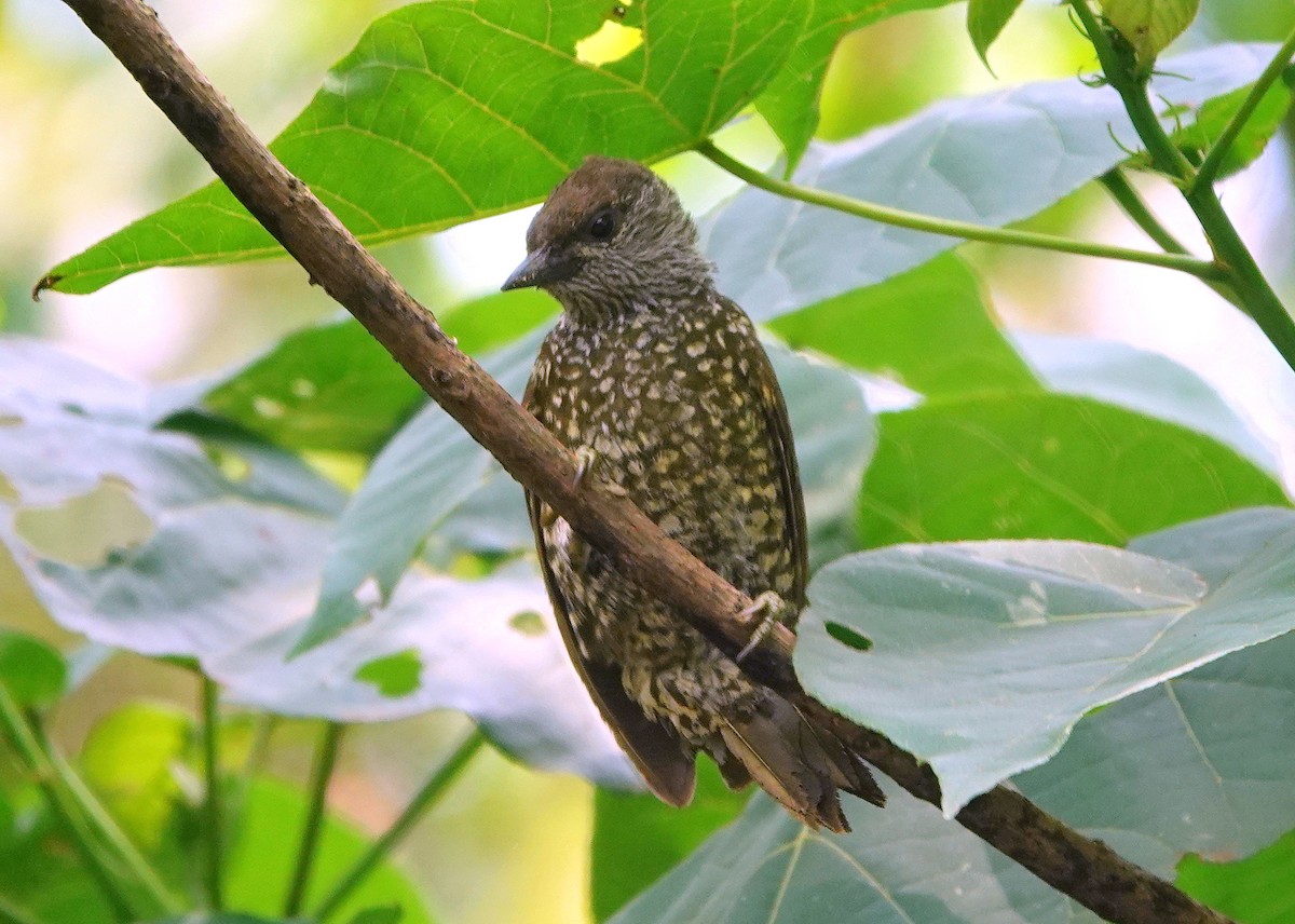 Buff-spotted Woodpecker - ML611181516