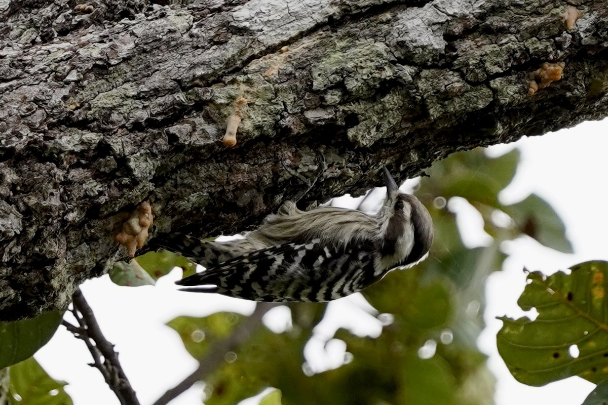 Gray-capped Pygmy Woodpecker - ML611181707