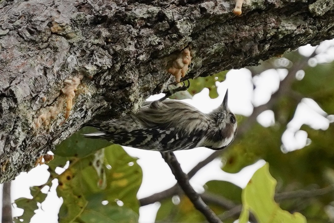 Gray-capped Pygmy Woodpecker - ML611181708
