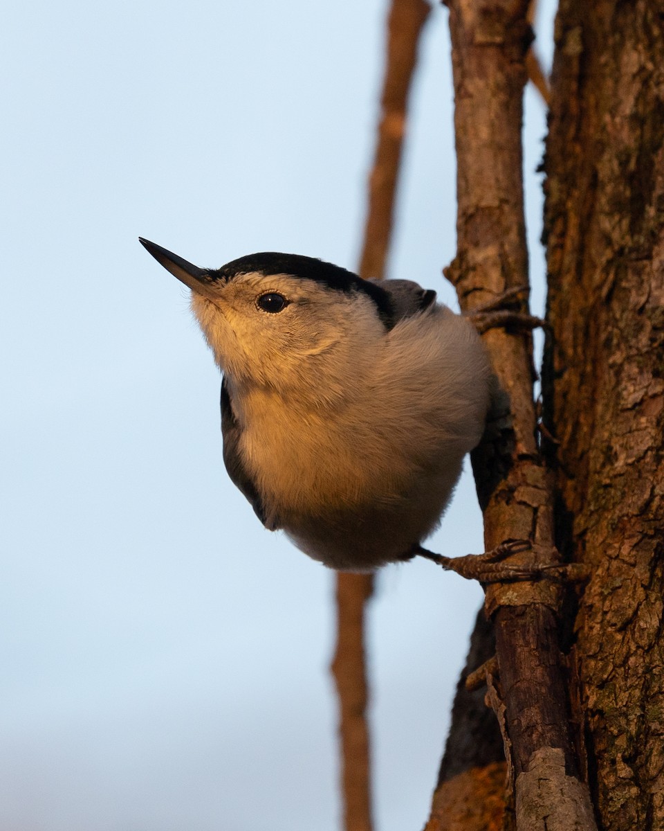White-breasted Nuthatch - ML611181729