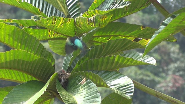 Blue-necked Tanager - ML611181753