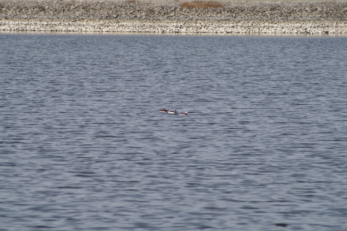 Long-tailed Duck - ML611181851