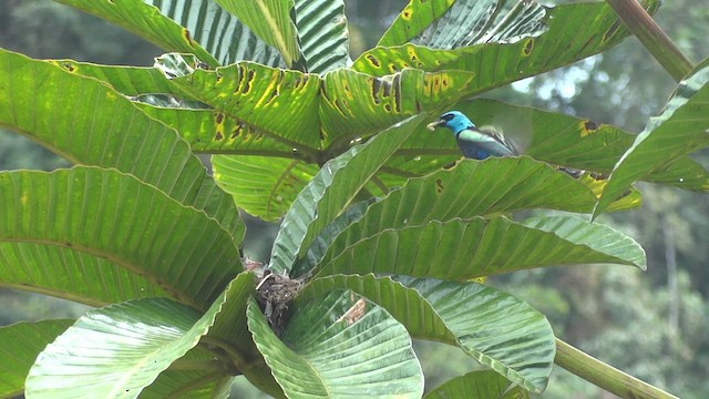 Blue-necked Tanager - ML611181873