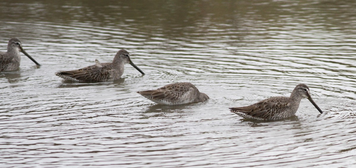 Long-billed Dowitcher - ML611182082