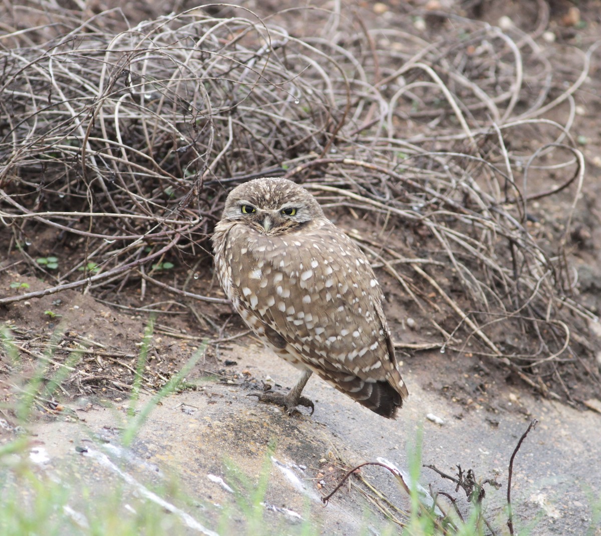 Burrowing Owl - ML611182148