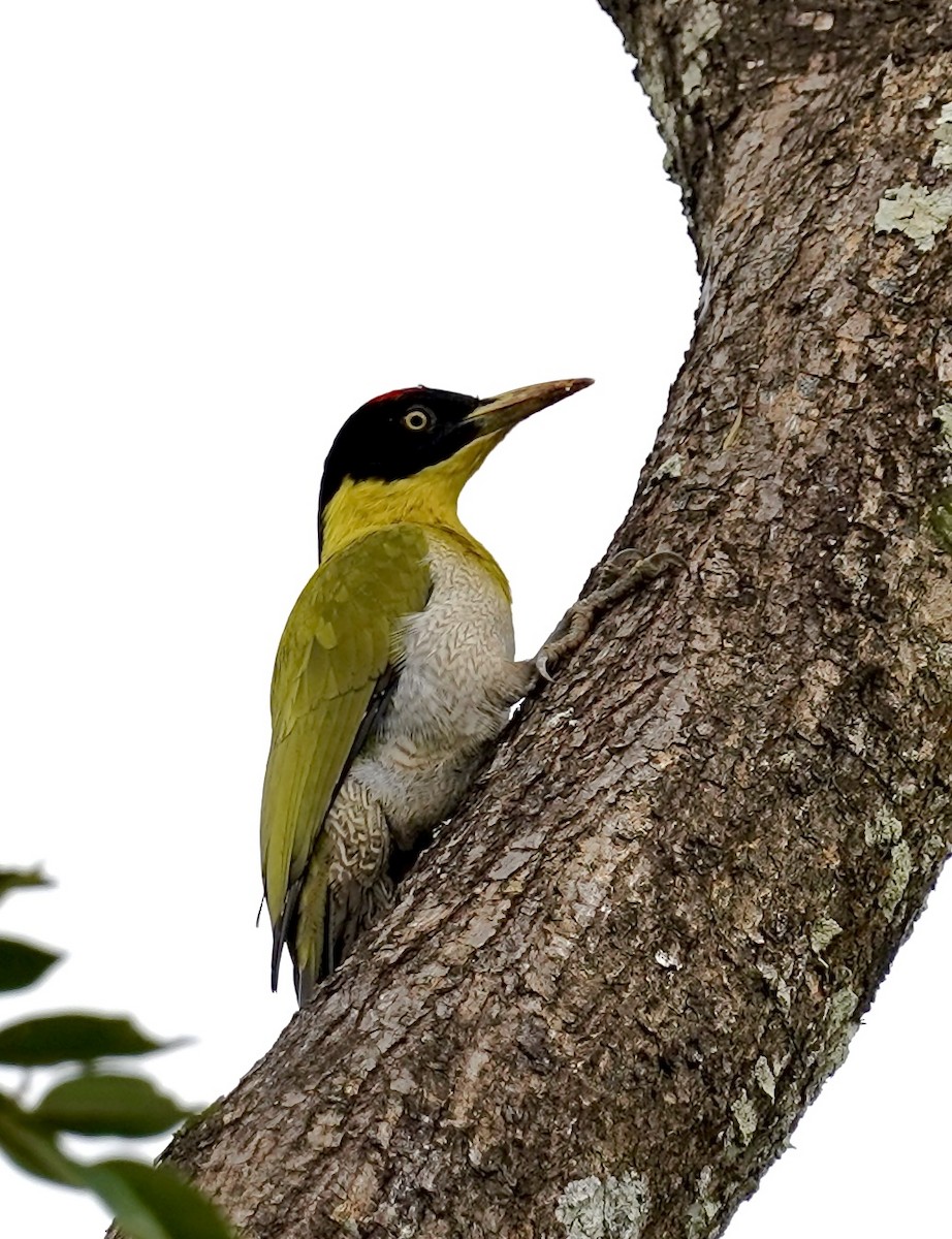 Black-headed Woodpecker - ML611182830