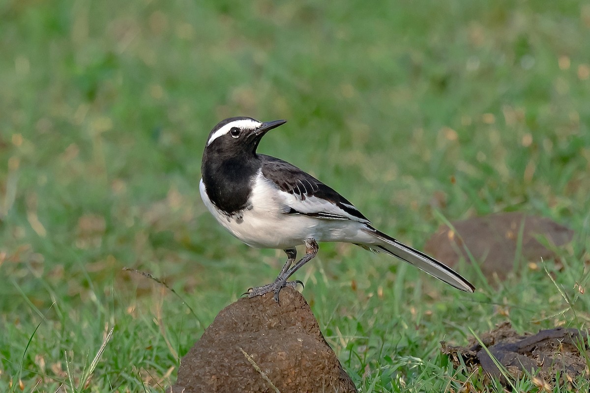 White-browed Wagtail - ML611183088
