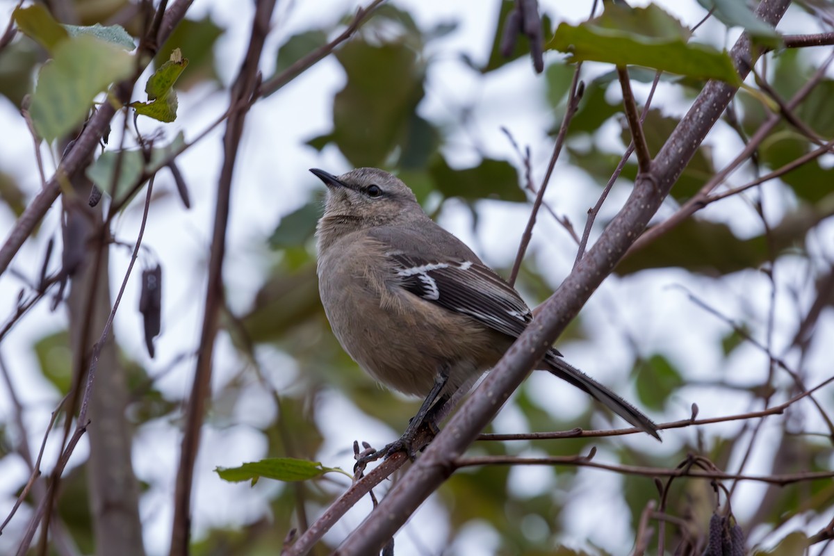 Patagonian Mockingbird - ML611183201