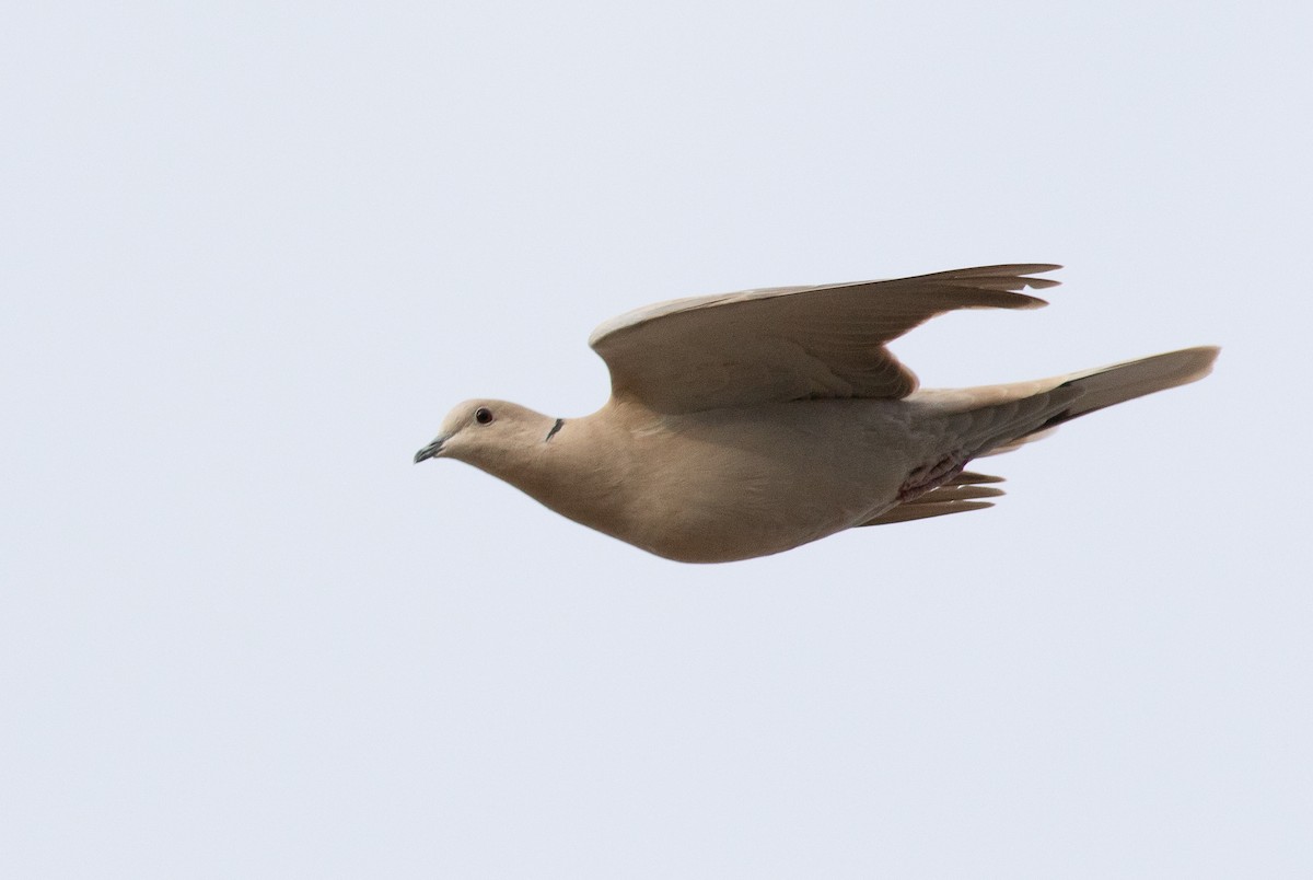 Eurasian Collared-Dove - ML611183486