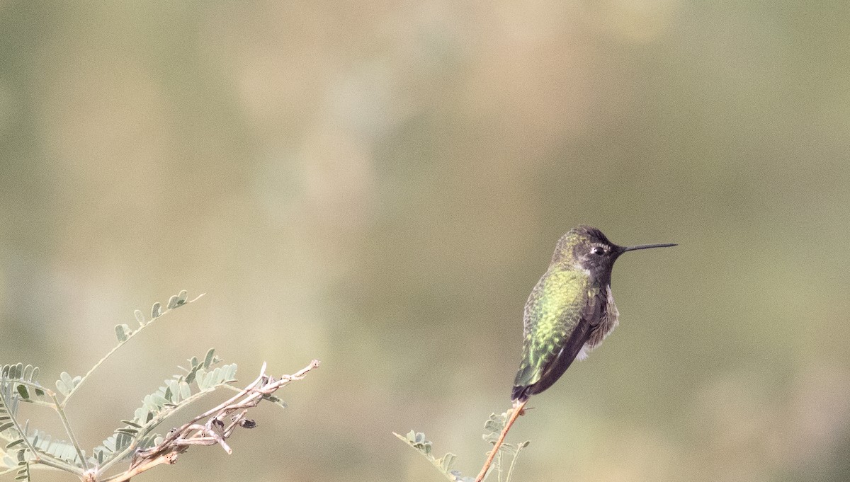 Anna's Hummingbird - ML611183505