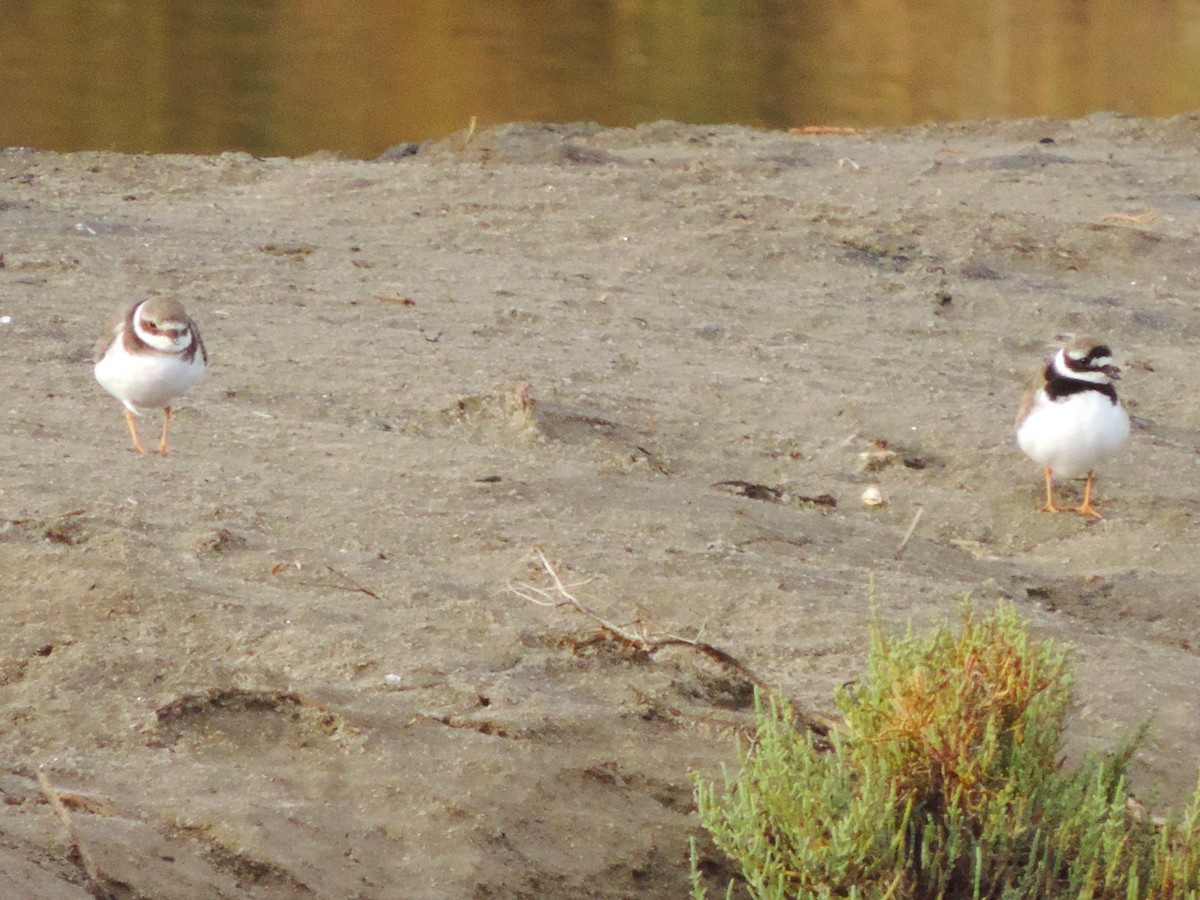 Common Ringed Plover - ML611183642