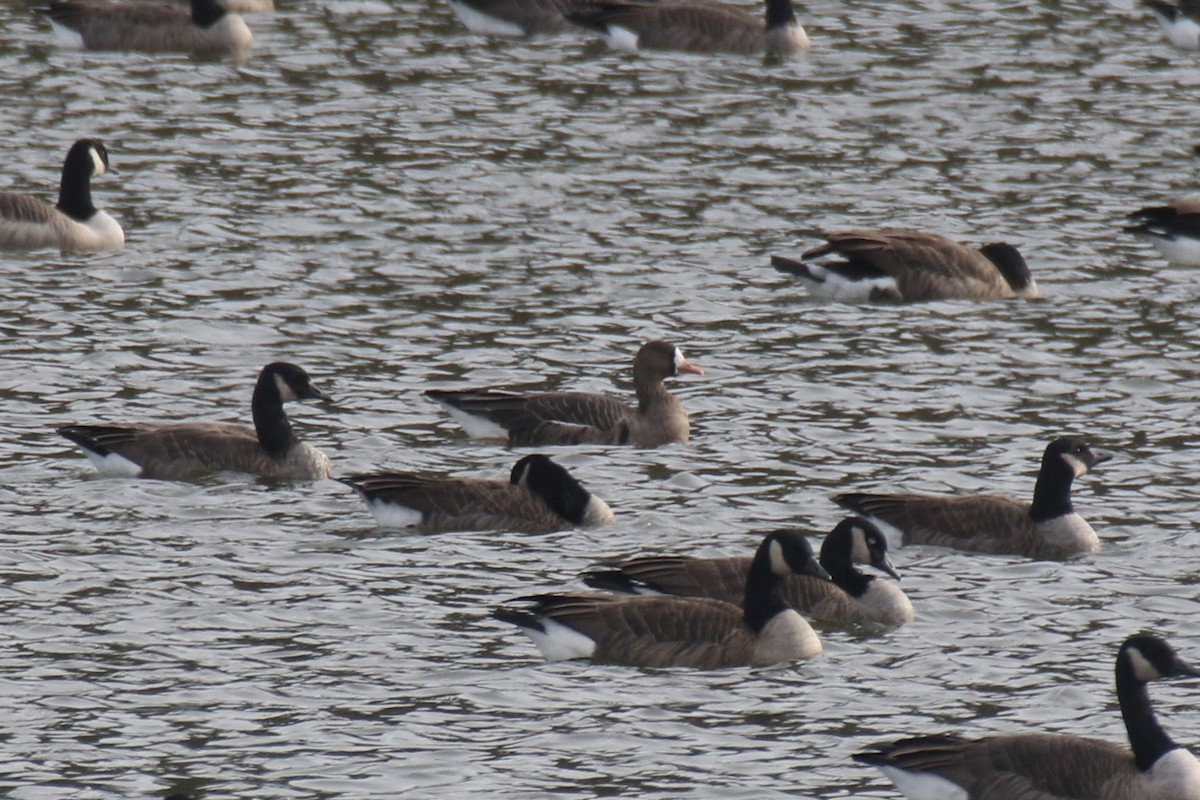 Greater White-fronted Goose - ML611183841